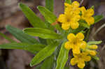 Hoary puccoon